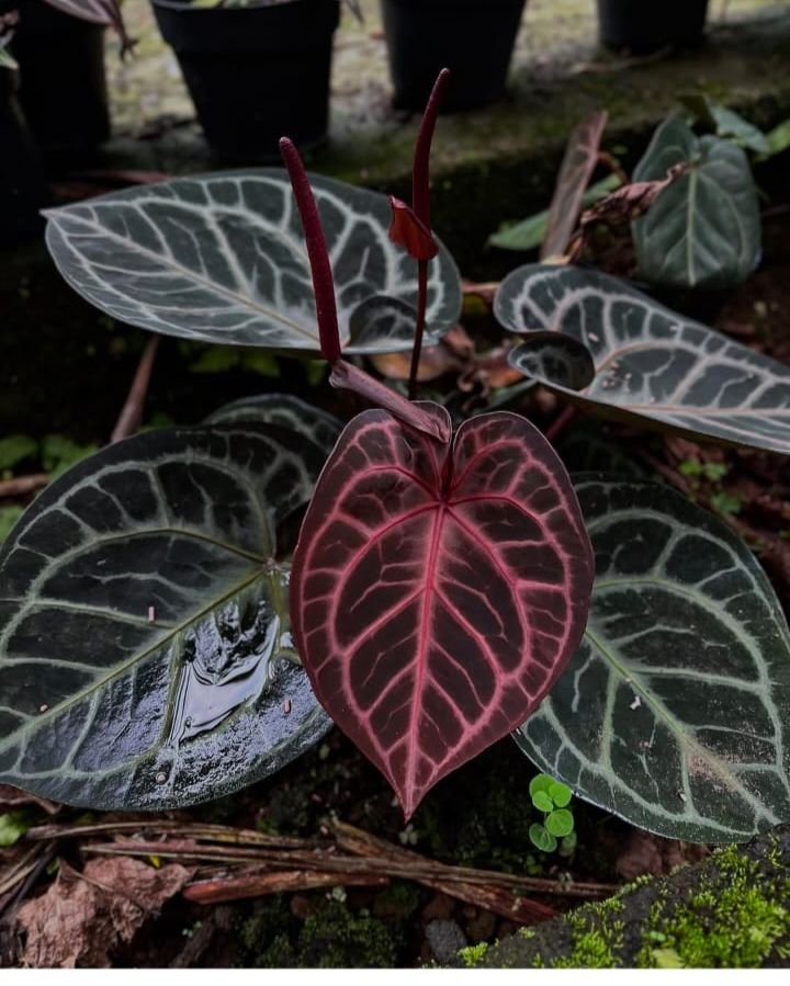 king of spades red tiger